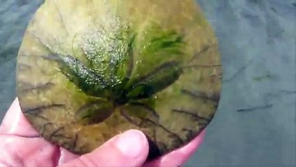 She Found This Strange Shell On The Beach. When She Flips It Over, I Couldn’t Believe It!