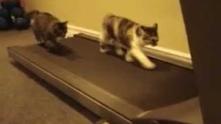 Funny Cats Doing Exercise On Treadmill - Funny Cats Videos  -  Funny Videos 2016