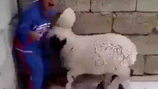 Ha Ha Crazy Goat Vs Innocent Kid - Top Funniest Video 2016