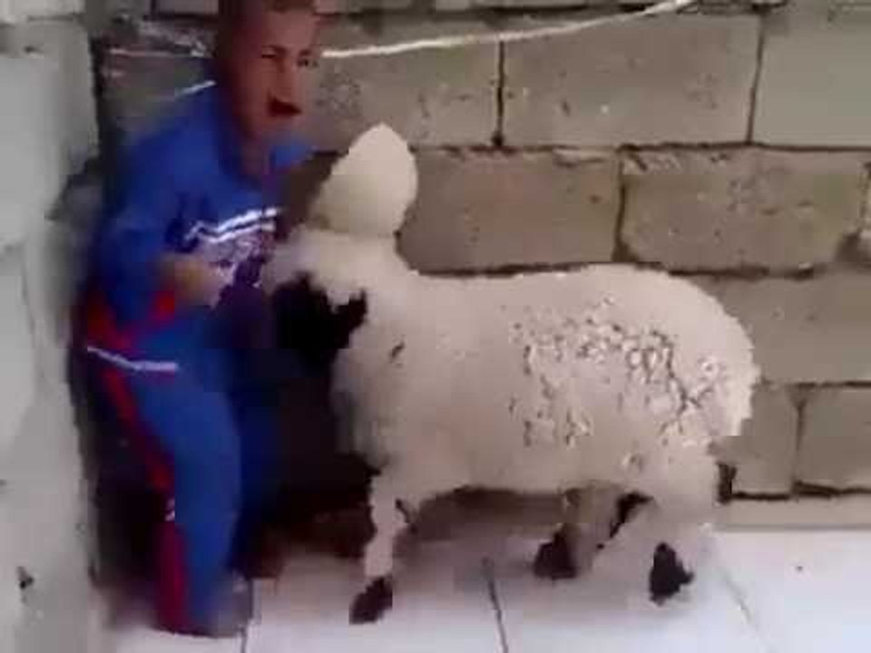 Ha Ha Crazy Goat Vs Innocent Kid - Top Funniest Video 2016