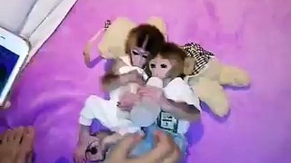 Monkey Funny Clips