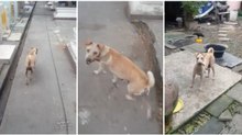 Cão "implora" por um pedaço de comida e o motivo de ter feito isso é LINDO!
