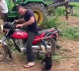 Un bébé singe qui fait un caprice !