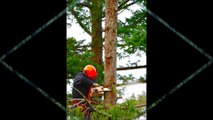 Mishawaka New Image Tree Services LLC - (574) 314-9086