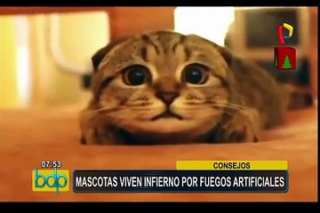 Descargar video: Fiestas por fin de año: ¿cómo evitar que las mascotas sufran con los pirotécnicos?