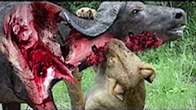 Fight the most dangerous predators terrifying buffalo, wild dogs, foxes, lions attacks ►Blue