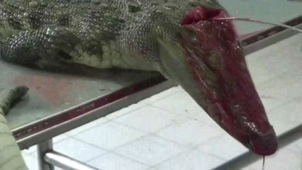 PETA denuncia muerte violenta de cocodrilos para hacer bolsos Louis Vuitton