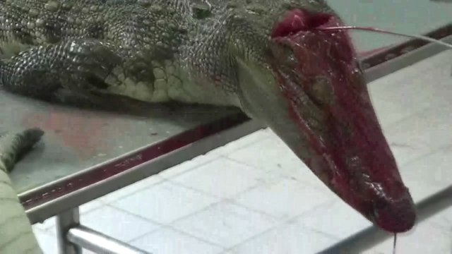 PETA denuncia muerte violenta de cocodrilos para hacer bolsos Louis Vuitton