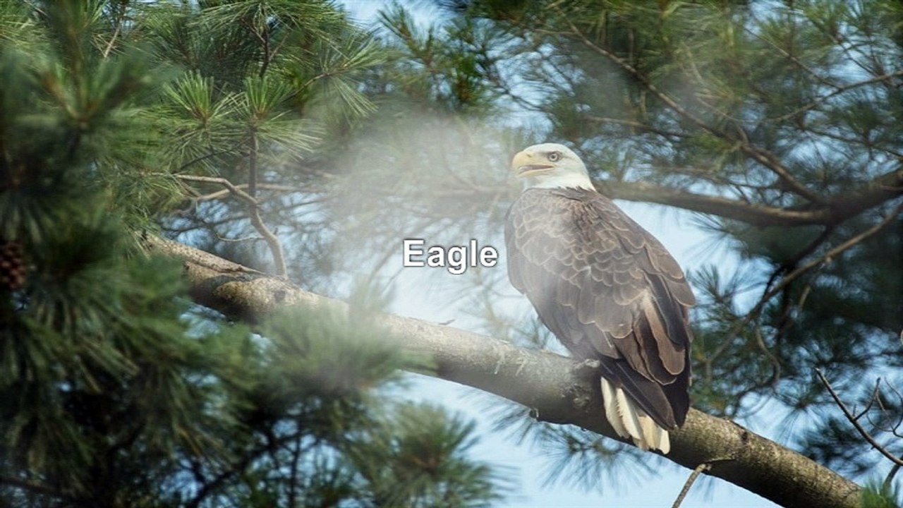 Eagle