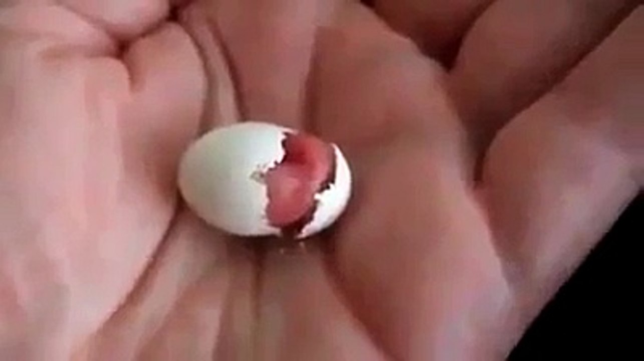 خروج الكتكوت من البيضة سبحان الله