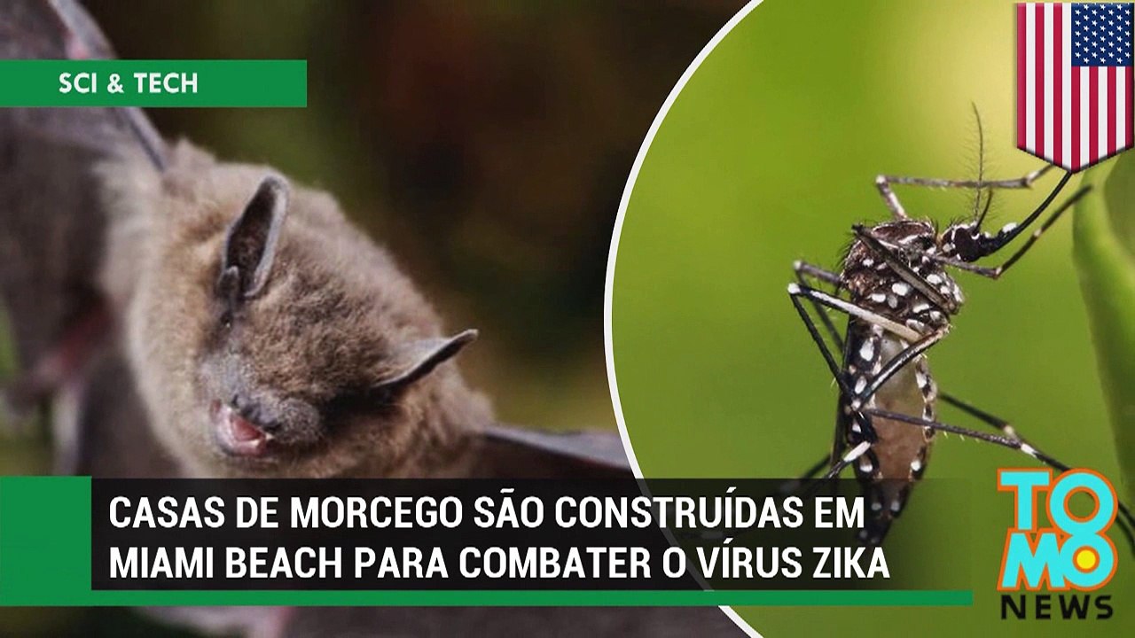 Casas de morcego são construídas em Miami Beach para combater o vírus zika.