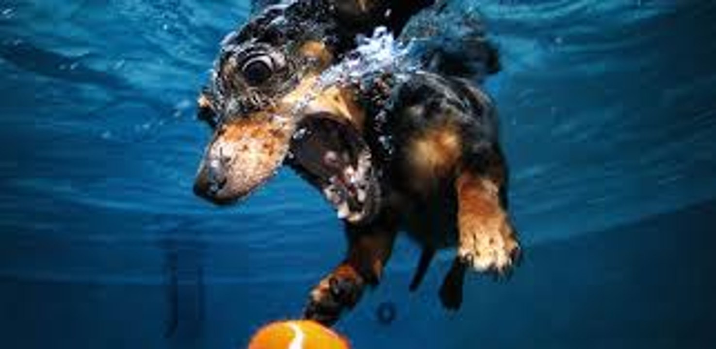 New funny video TRY_NOT_TO_LAUGH-Funny_Animals_Fails_Compilation_2016