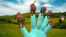 TIGER Finger Family Rhymes | Animal Nursery Rhymes | My Finger Family Rhymes