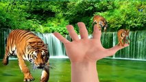 Animals Tiger Finger Family Nursery Rhymes For Children | Tiger Cartoons Finger Family Rhymes
