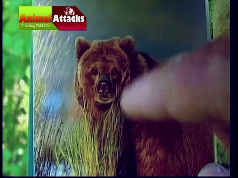 Grizzly Bears Nature Documentary Hindi Dubbed Part 01