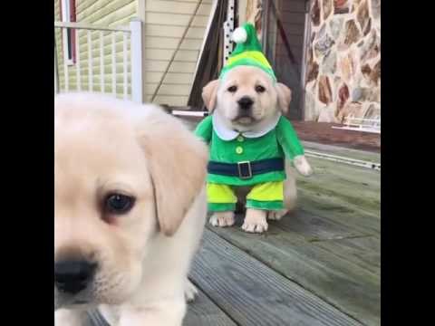 Cute Puppy Dressed as Elf Will Make Your Christmas
