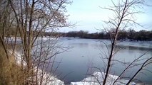 American Bald Eagle Feast on Pray ! Midwest ! Outdoors Minnesota in HD !