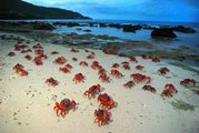 Millions of Red Crabs Take to Island Shore for Breeding Season