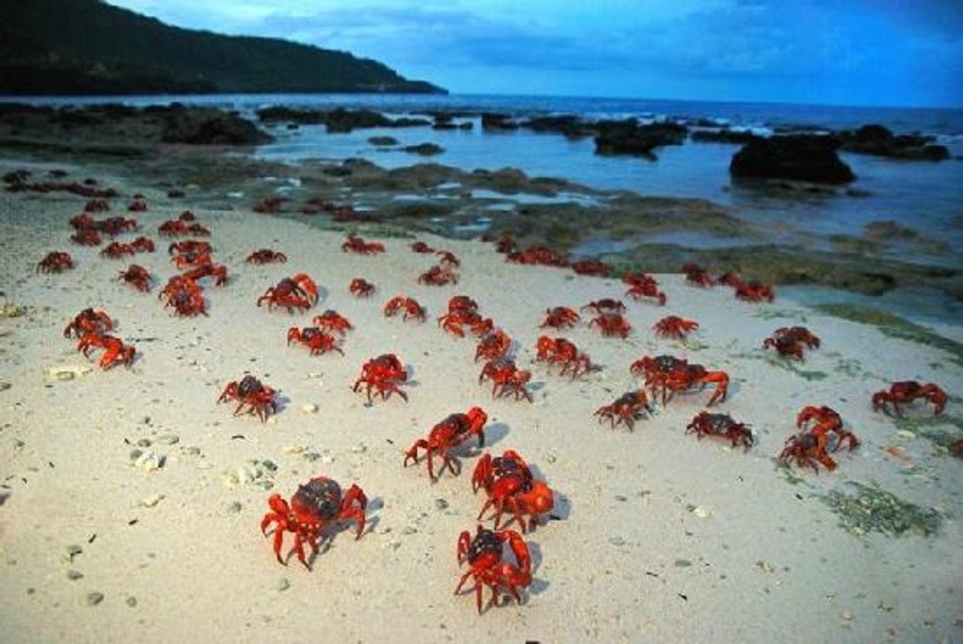 Millions of Red Crabs Take to Island Shore for...