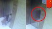 Dog strangled to death with leash trapped between elevator doors