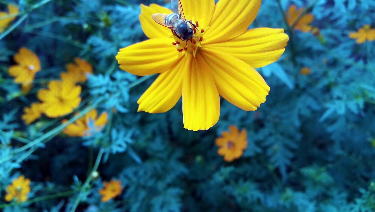 Honeybees secret