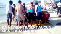 Des secouristes de Cancun sauvent plusieurs dauphins mystérieusement échoués sur la plage