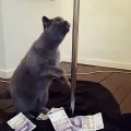 Ce chat a une curieuse façon de faire du pole dance...