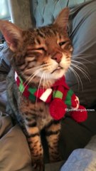 Quand votre chat répond à vos questions... MIAAAAOUUU