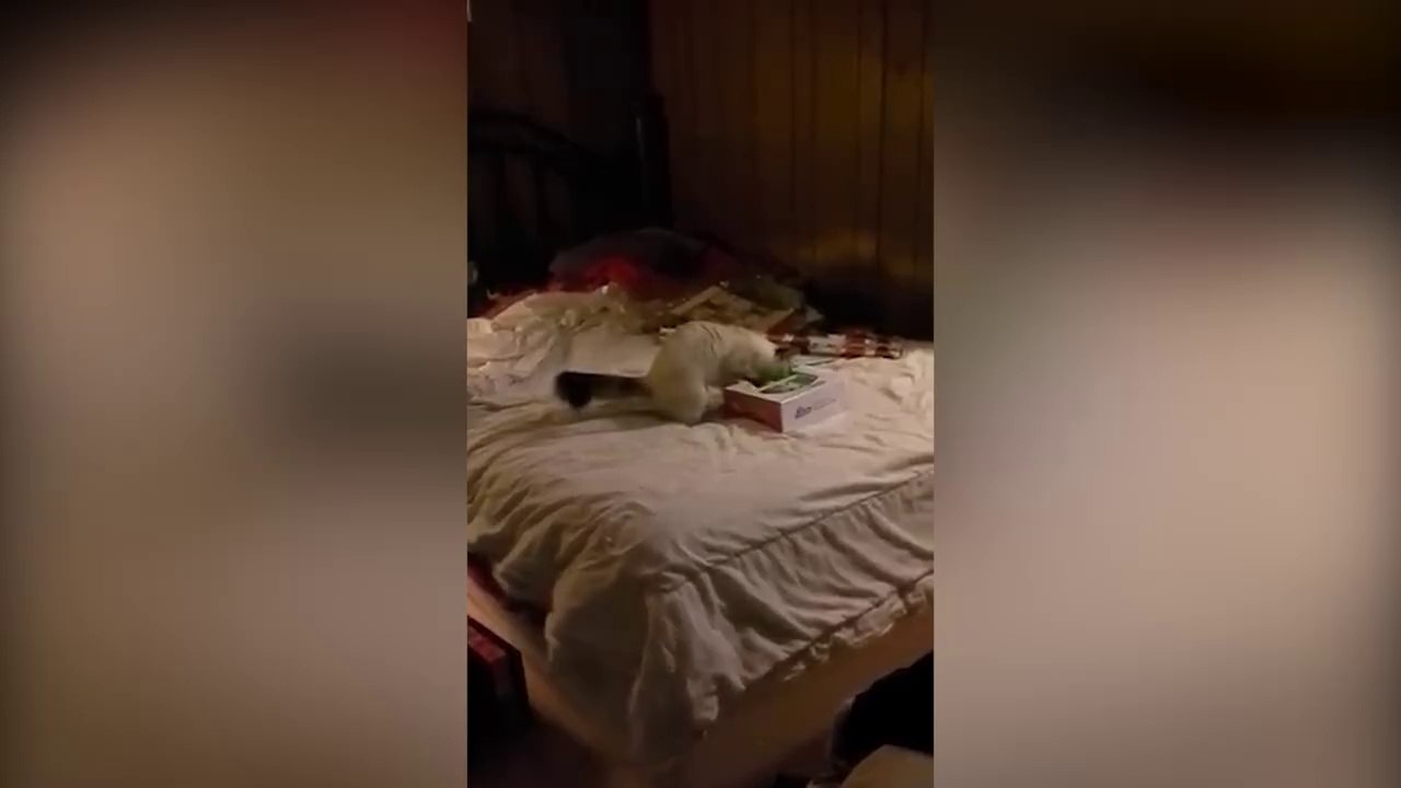 Ce chat joue du piano comme Mozart LOL