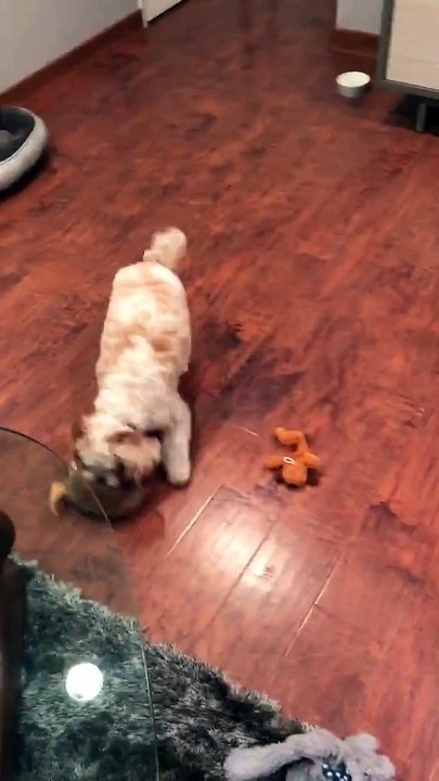 Il range ses jouets comme un grand... Bon chien!!!