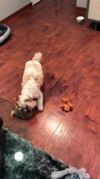 Il range ses jouets comme un grand... Bon chien!!!