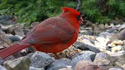 CUTE : Video for Cats to Watch - 2 Hours of none stop Fun for Cats !