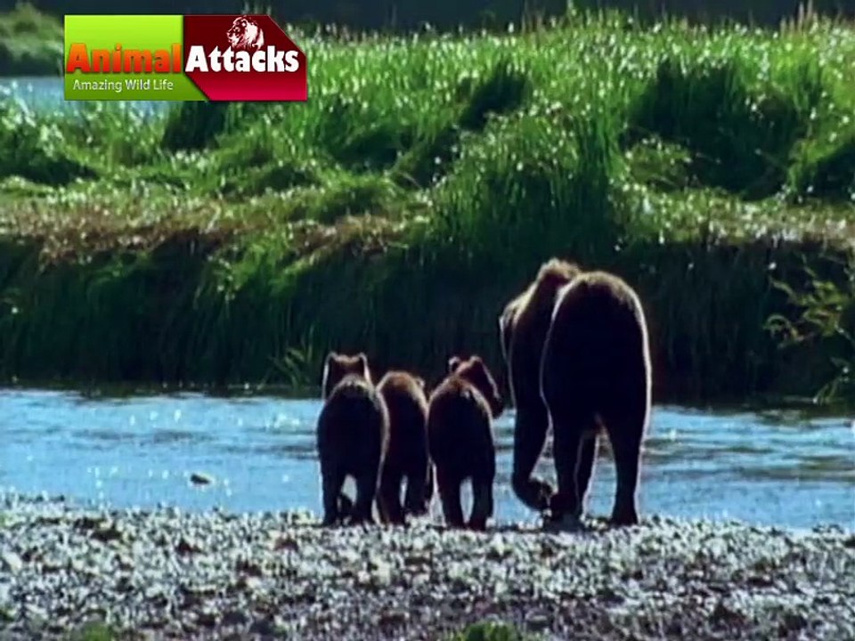 Grizzly Bears Nature Documentary in Hindi Dubbed Part 03