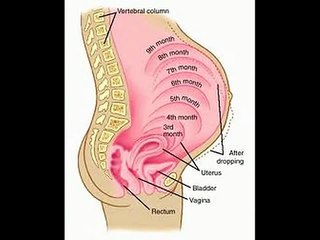 PREGNANCY WEEK 11 II गर्भावस्था का 11वां हफ्ता II