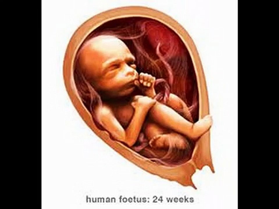 PREGNANCY WEEK 24 II गर्भावस्था का 24वां हफ्ता II