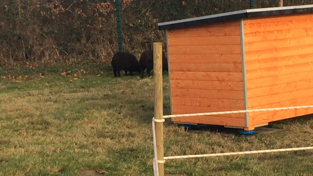 Des brebis plutôt qu'une tondeuse chez les pompiers !