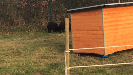 Des brebis plutôt qu'une tondeuse chez les pompiers !