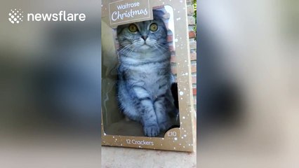 Cat wrapped up like Christmas toy