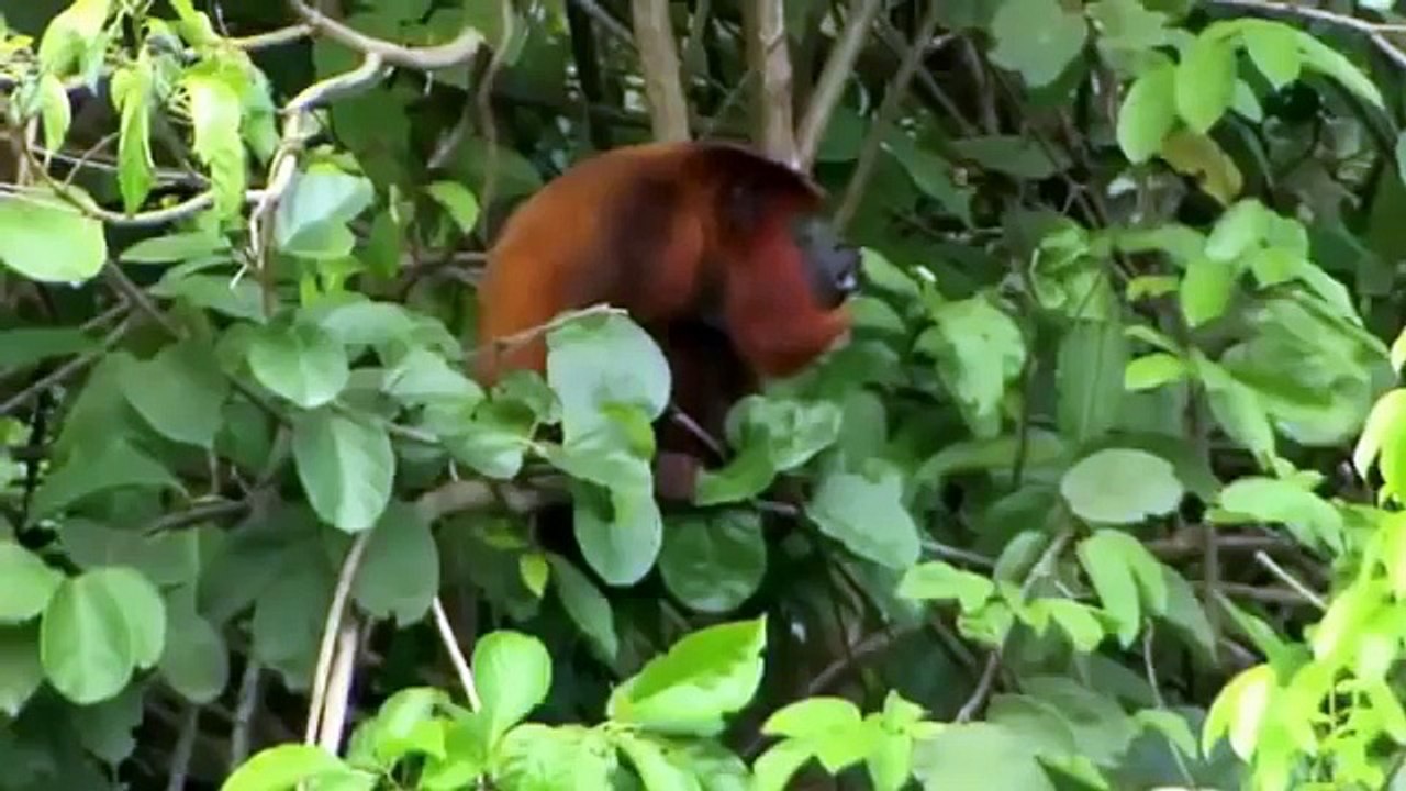 Anaconda Le Serpent Geant [Documentaire Animalier]