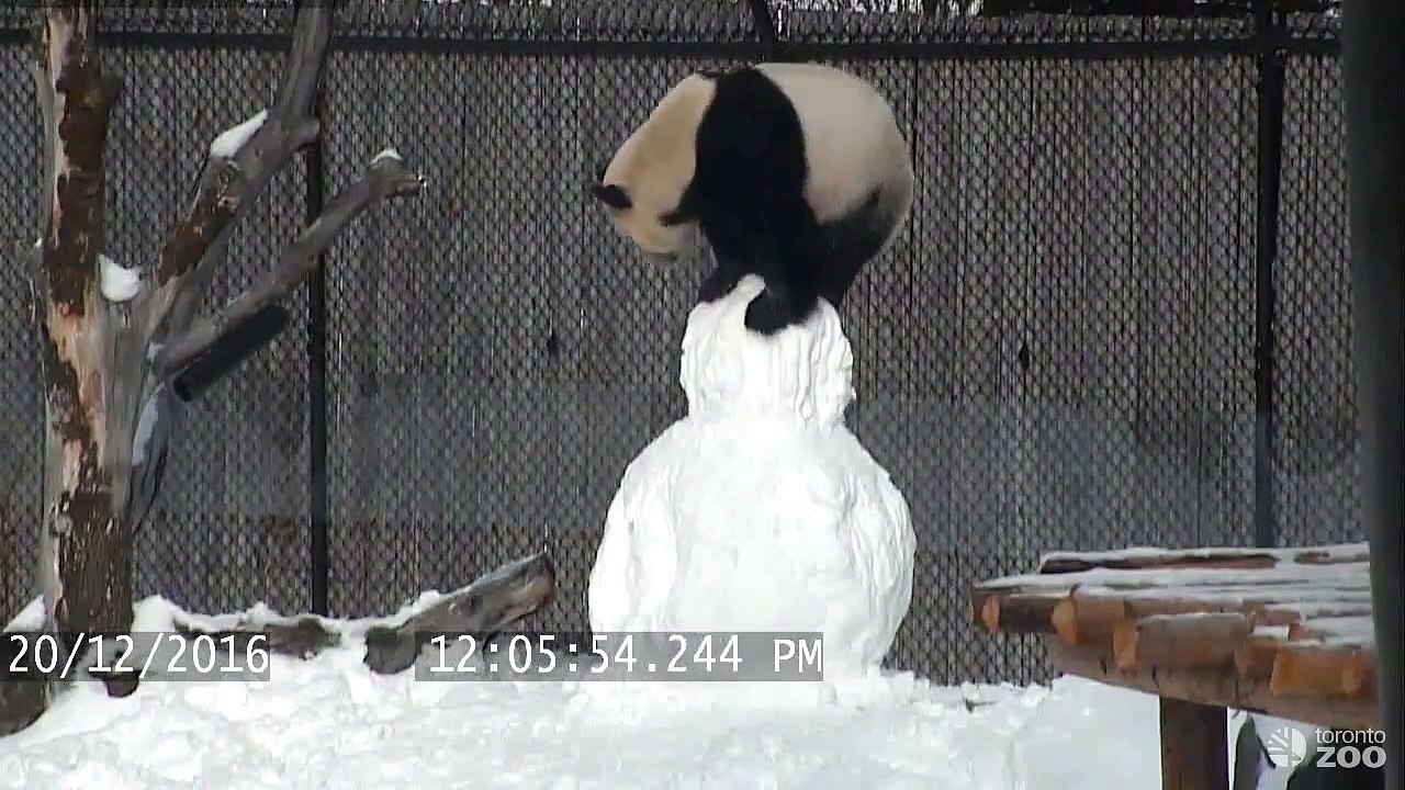 Le "Kung Fu Fighting" Panda