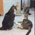 Gatti Video Divertente - Funny