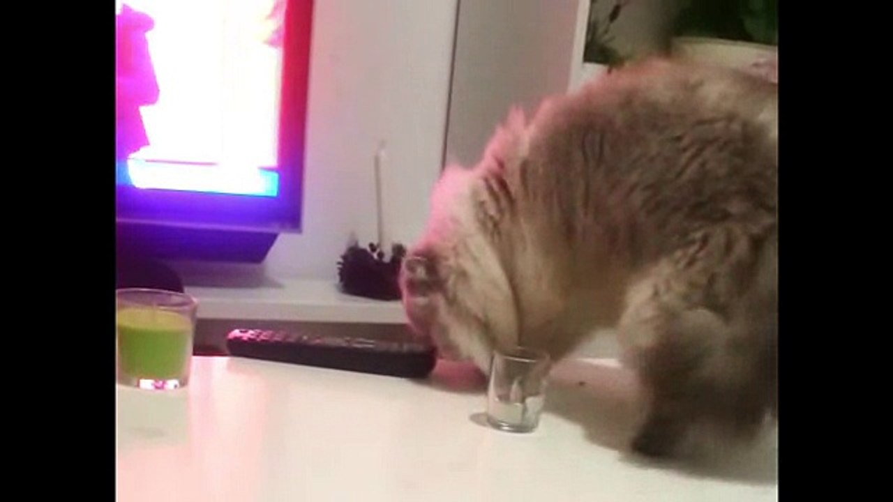 Cat Thug Life
