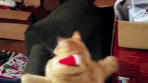 Un chat devient fou lorsqu'on lui met un bonnet de Noël sur la tête !