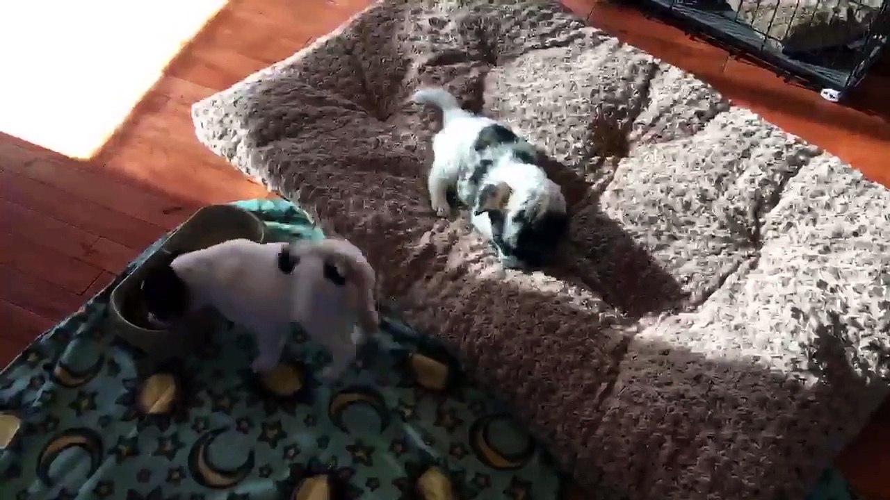 Un chiot s'amuse à danser en mangeant !