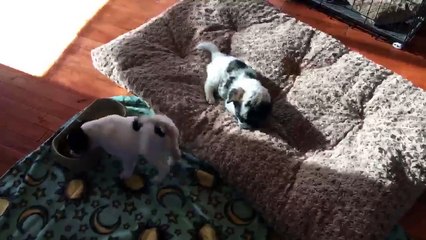 Un chiot s'amuse à danser en mangeant !