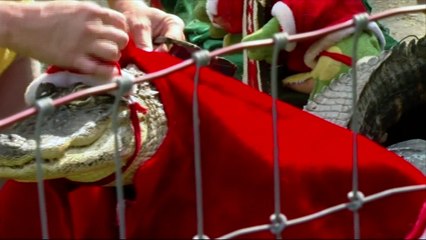 A Florida woman fights to keep her pet alligator