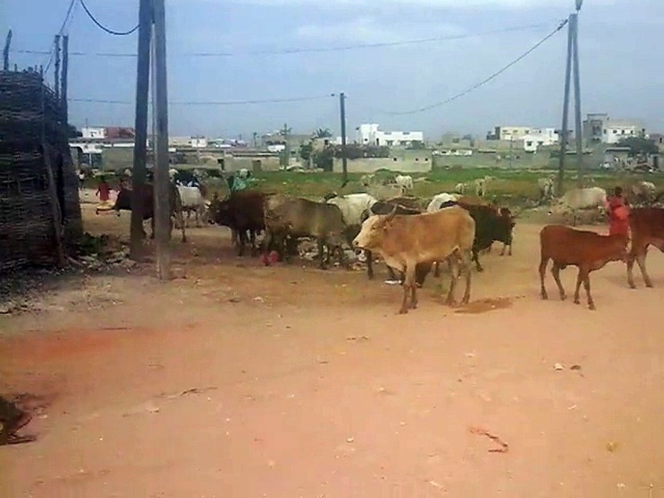 Troupeau affamé en Ville