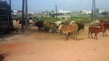 Troupeau affamé en Ville