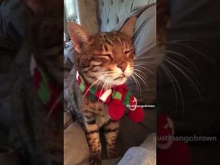 Un chat trop mignon répond aux questions de son maître !