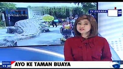 Lihat Buaya Sambil Wisata